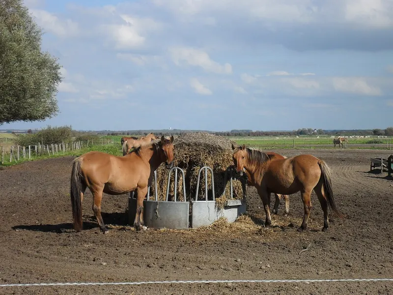 Henson horses in the baie d'Authie