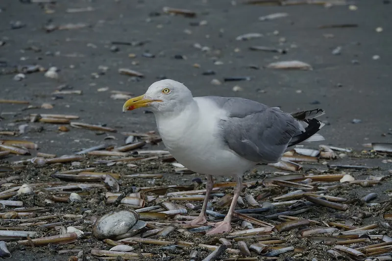 Silbermöwe am Strand von Le Touquet-Paris-Plage