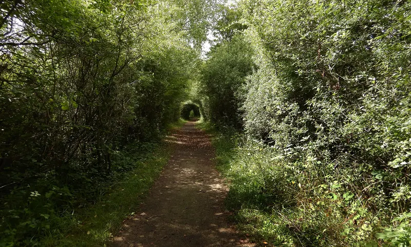 A path through the Canche bay dunes