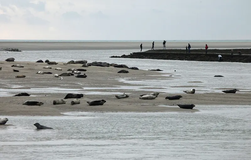 Harbour seals lying on a sandbank in the Authie bay