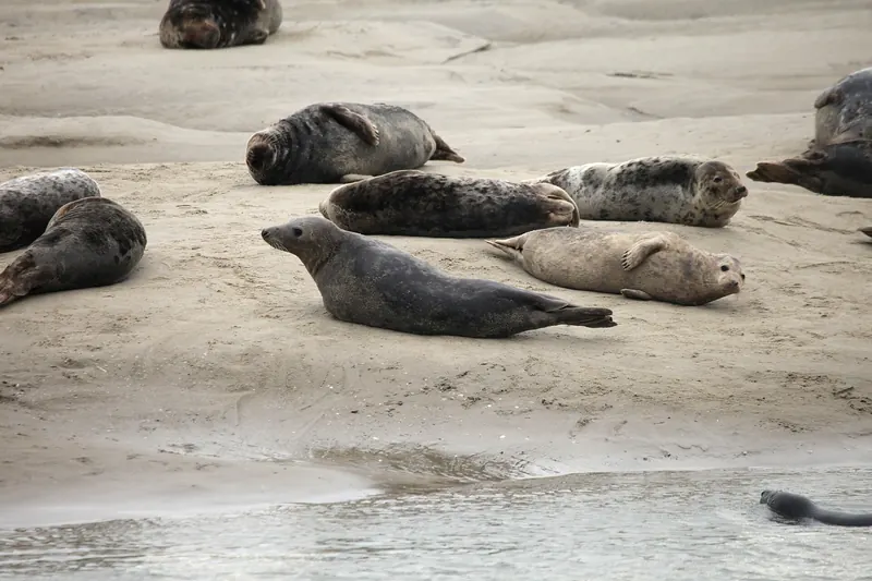 Robben ruhen auf einer Sandbank in der Baie d'Authie bei Berck